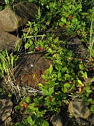 IMG_4383