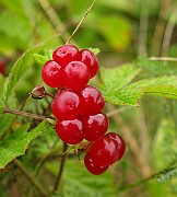 IMG_5896