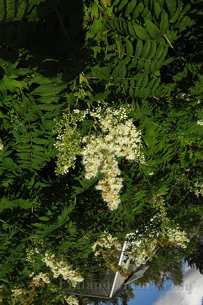 IMG_1863.JPG