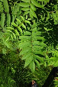 IMG_1857