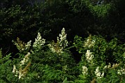 IMG_1864