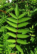 IMG_3543