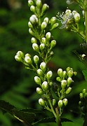 IMG_3550