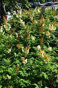 IMG_3551