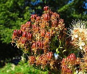 IMG_3552