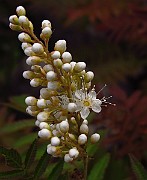 IMG_3679