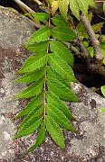 IMG_3680