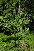 IMG_2386