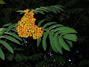 IMG_2710