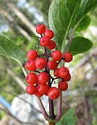 IMG_5437