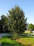 IMG_6104