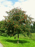 IMG_6498