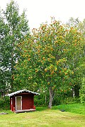 IMG_6931