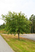 IMG_6988