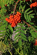 IMG_7075
