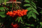 IMG_7077