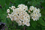 WildFlower18