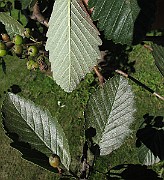 IMG_0728
