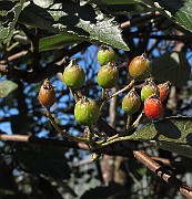 IMG_0729