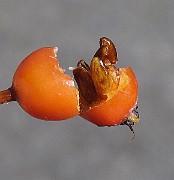 IMG_0731