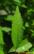 IMG_3324