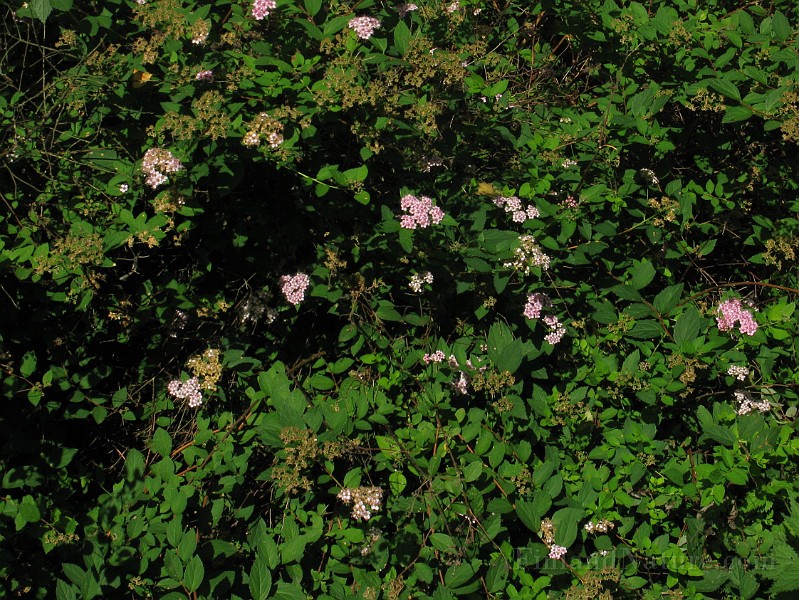 IMG_3163.jpg