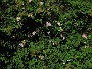 IMG_3163