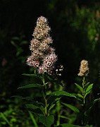 IMG_1509