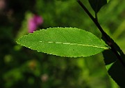 IMG_1511