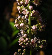 IMG_1516