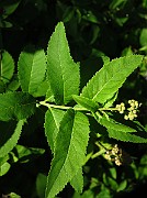 IMG_1518