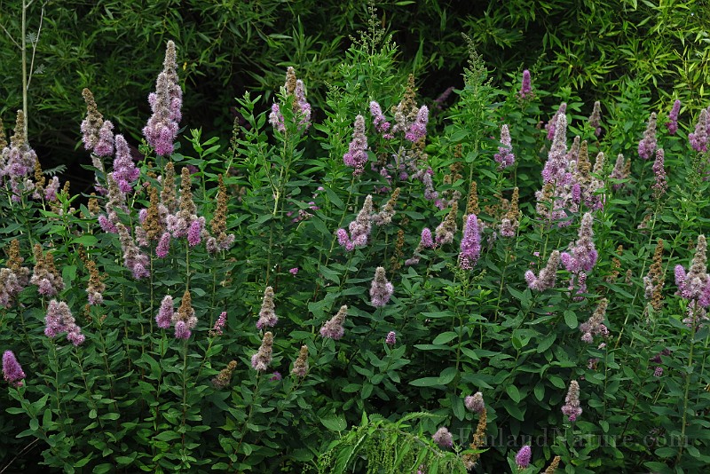 IMG_1874.JPG