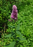 IMG_1873
