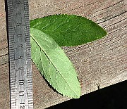 IMG_1878