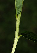 IMG_1881