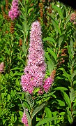 IMG_3304