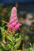 IMG_6630
