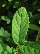 IMG_7848