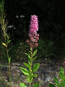 IMG_7850