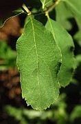 IMG_1575