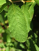 IMG_1577