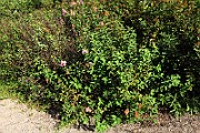 IMG_1578