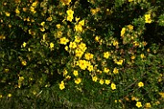 Dasiphora fruticosa