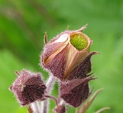 Geum rivale