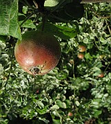 Malus domestica