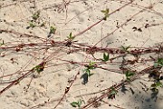 Potentilla reptans