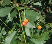 Prunus cerasus