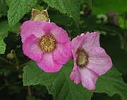 Rubus odoratus