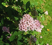 Spiraea japonica