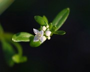 IMG_1518